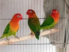lovebirds
