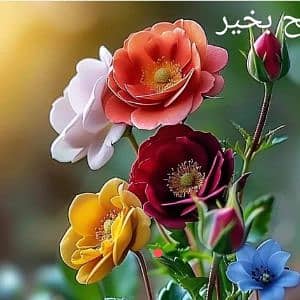imran Ali