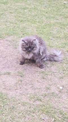 male cat for mating