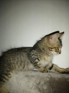 Persian