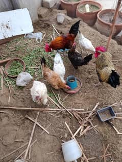 for sale