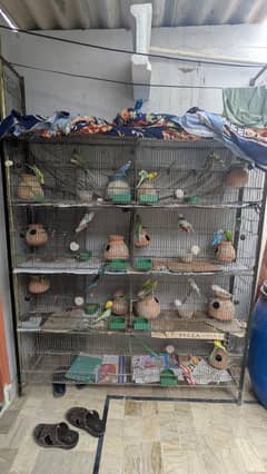 Australian Totay Complete Setup | Full Breeding Pair | Cage Included