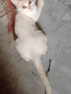 Persian Cat