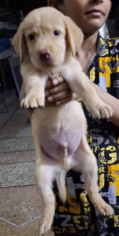 male puppy for sale age 30 days