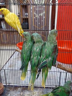 Kashmiri raw parrots
