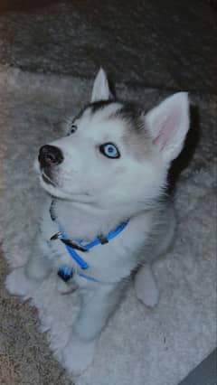 Siberian husky for sale