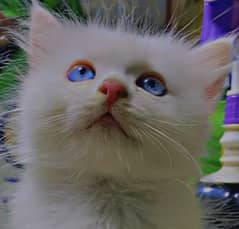Aqua blue eyes Persian kitten
