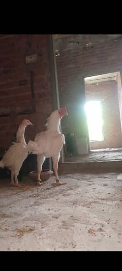 Heera, Thai, trio for sale, females egg laying