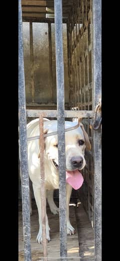Labrador breeder female  apple face