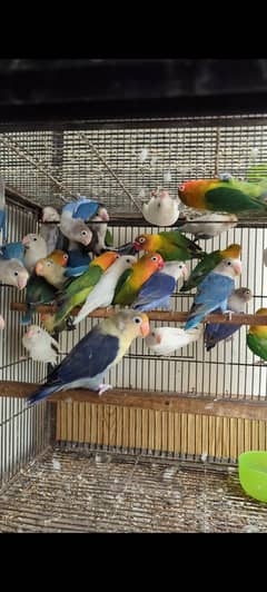 Love Birds Mix Colors