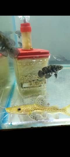 Shovelnose catfish