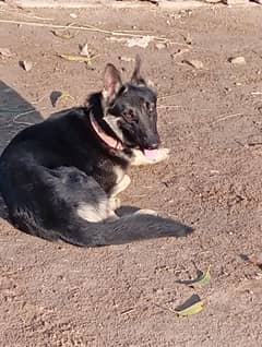 Pure Alsation security dog