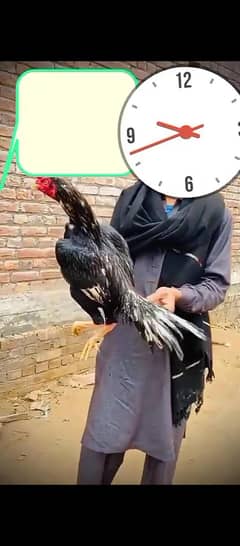aseel