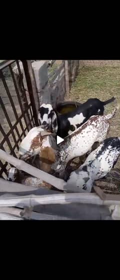 Goats For Sale At Chak No 14 DNB TEHSIL YAZMAN