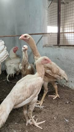 Qandari heera pair