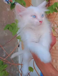 beautiful