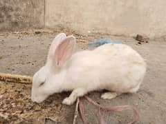 RED EYES WHITE COLOR RABBIT COUPLE