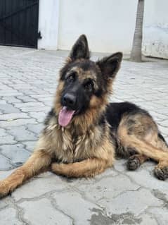 German Sheperd Double Coat