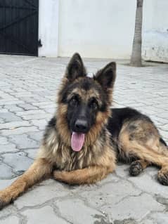 German