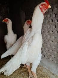 SHAAMU , HEERA ASEEL WHITE, and MUSHKA BLACK  fertile eggs available