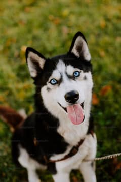 Siberian Husky Blue eyes