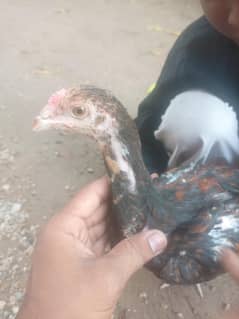 full asin hai