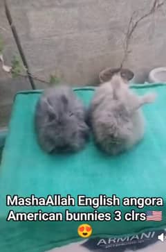 English angora paure