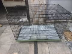 parrot