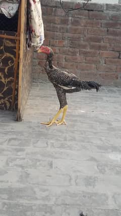 pure aseel O shamoo patha
