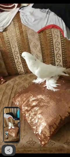 Big gubara female for sale