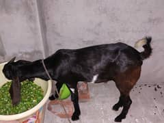 Bakra for sale