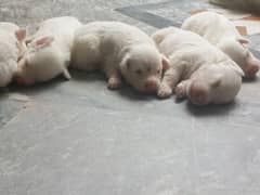 cute puppy of Russian dog