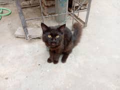 Persian cat for sale