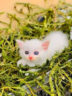 persian odd eye male kitten 03021778409