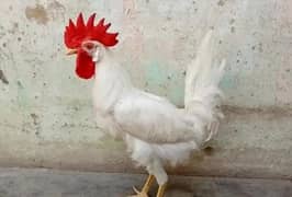 farmi murga for sale ghar ka pala howa hai