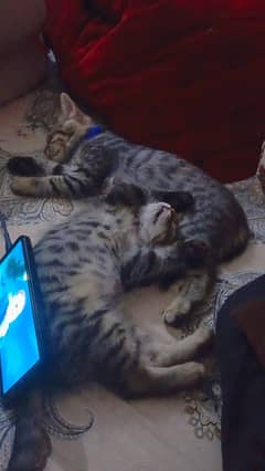 2male cats