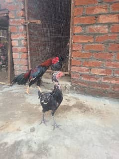 Thai chicks
