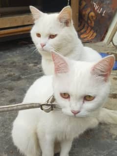 2cats