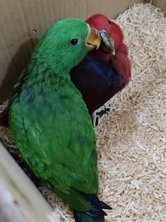 Eclectus, African grey and cage