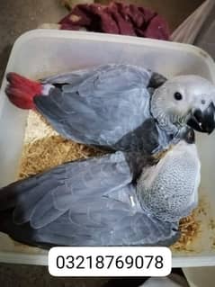 African grey parrot chicks for sale03218769078