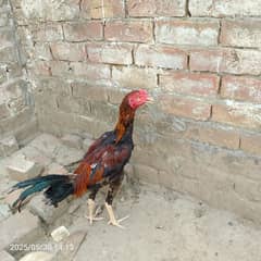 Murga for sale