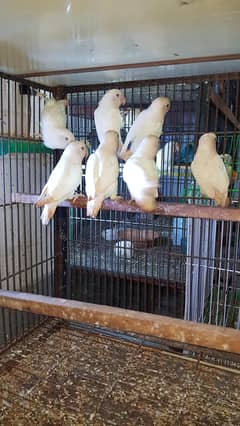 albino 03447884589