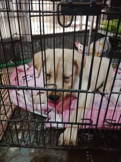 Labrador female puppy
