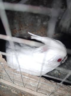 Eno red eyes