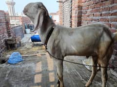 breader Bakra or bakri