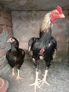 Aseel pair for hen Mainwali