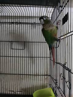 green chick conure red factor male