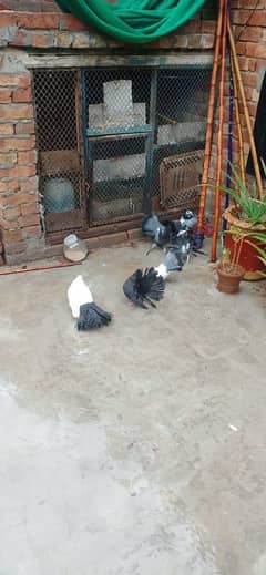 black Tail pair per pice Rs. 500 and white kabotr black tail Rs. 2500