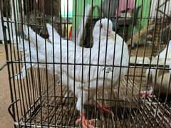 King pigeons