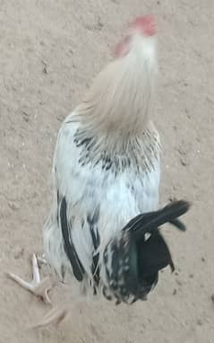 Per Piece 2500 male hens for sale
